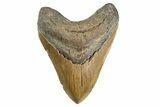 Serrated, Fossil Megalodon Tooth - North Carolina #346318-1
